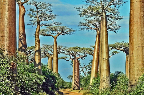 Essence of Madagascar